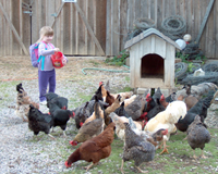 Ritter Farms Free Range Hens